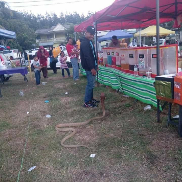 14600950_1264531420234909_4663790526422844203_n